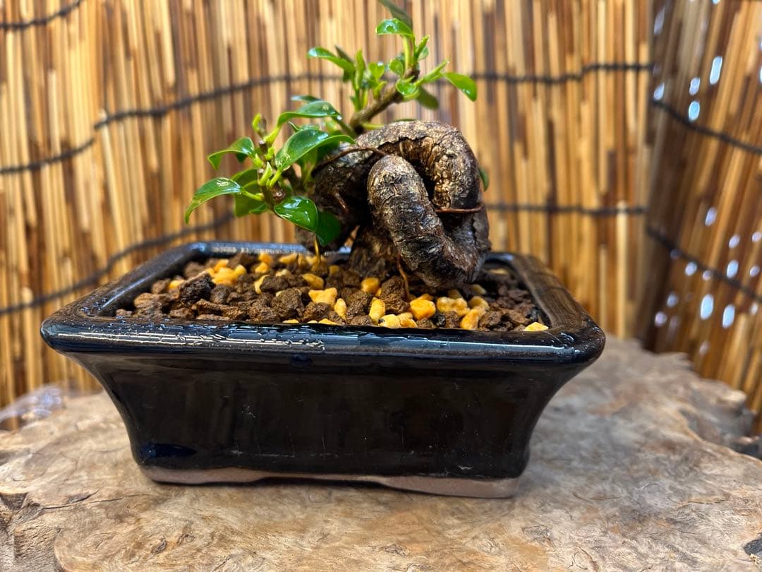 ✨✨✨superガジュマル【ジブリの世界】検/宮古ガジュマル♪セール♪