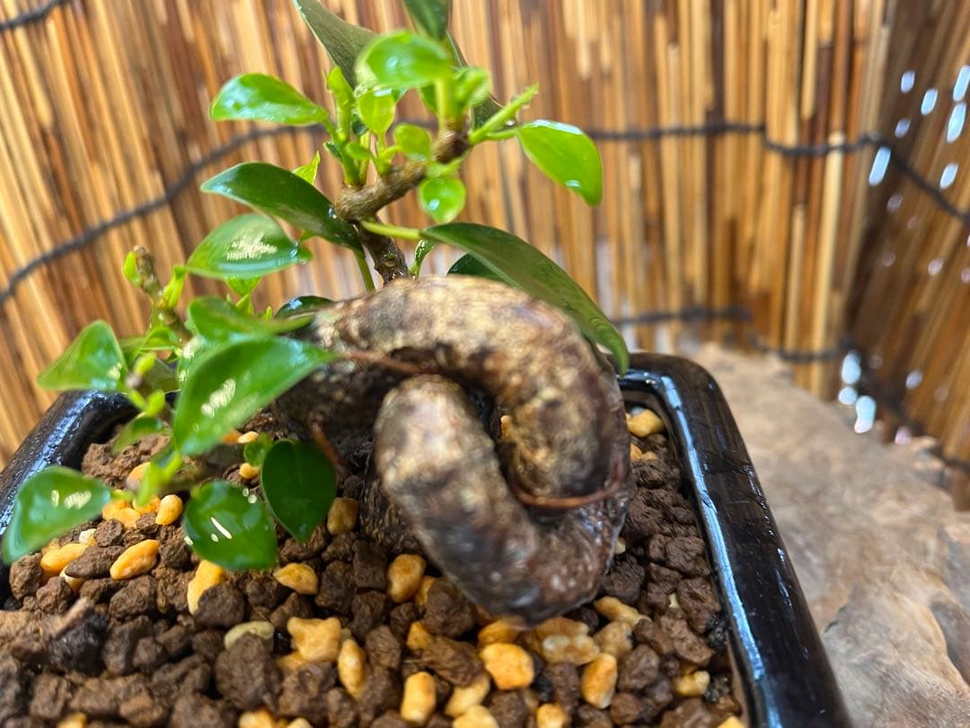 ✨✨✨superガジュマル【ジブリの世界】検/宮古ガジュマル♪セール♪