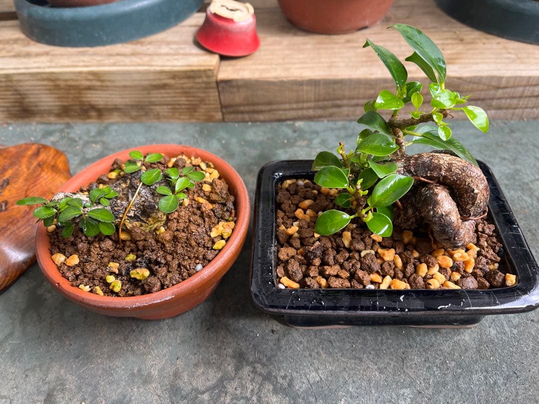 ✨✨✨superガジュマル【ジブリの世界】検/宮古ガジュマル♪セール♪