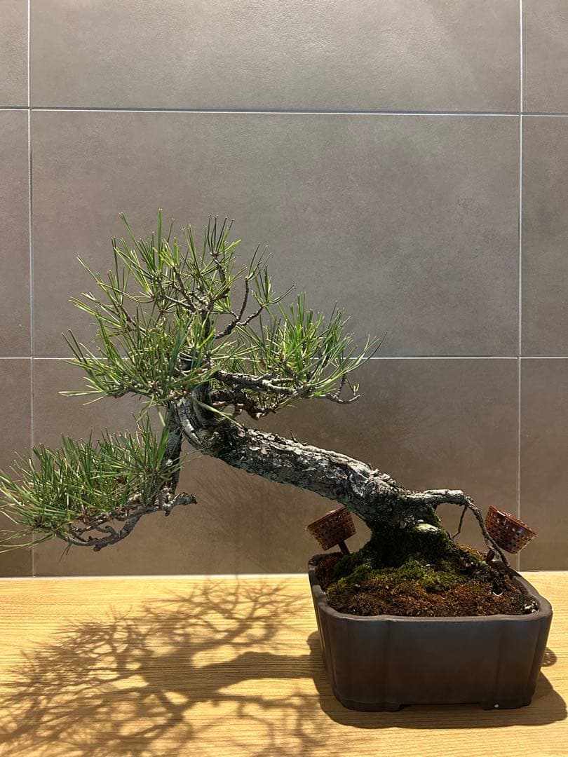 実生45年　黒松盆栽