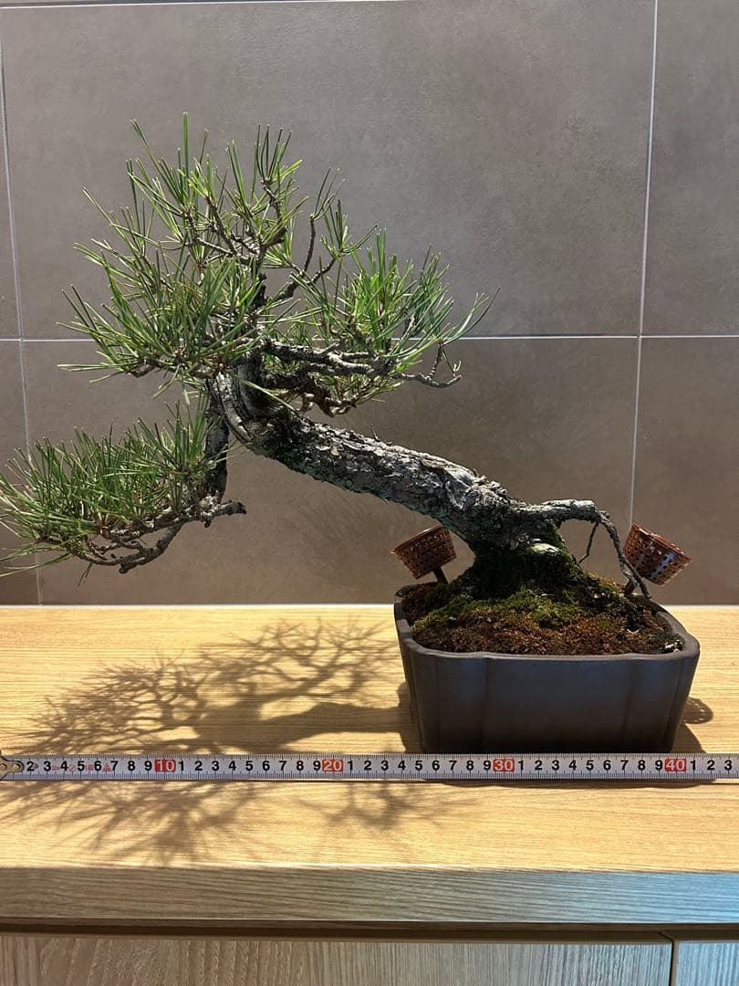 実生45年　黒松盆栽