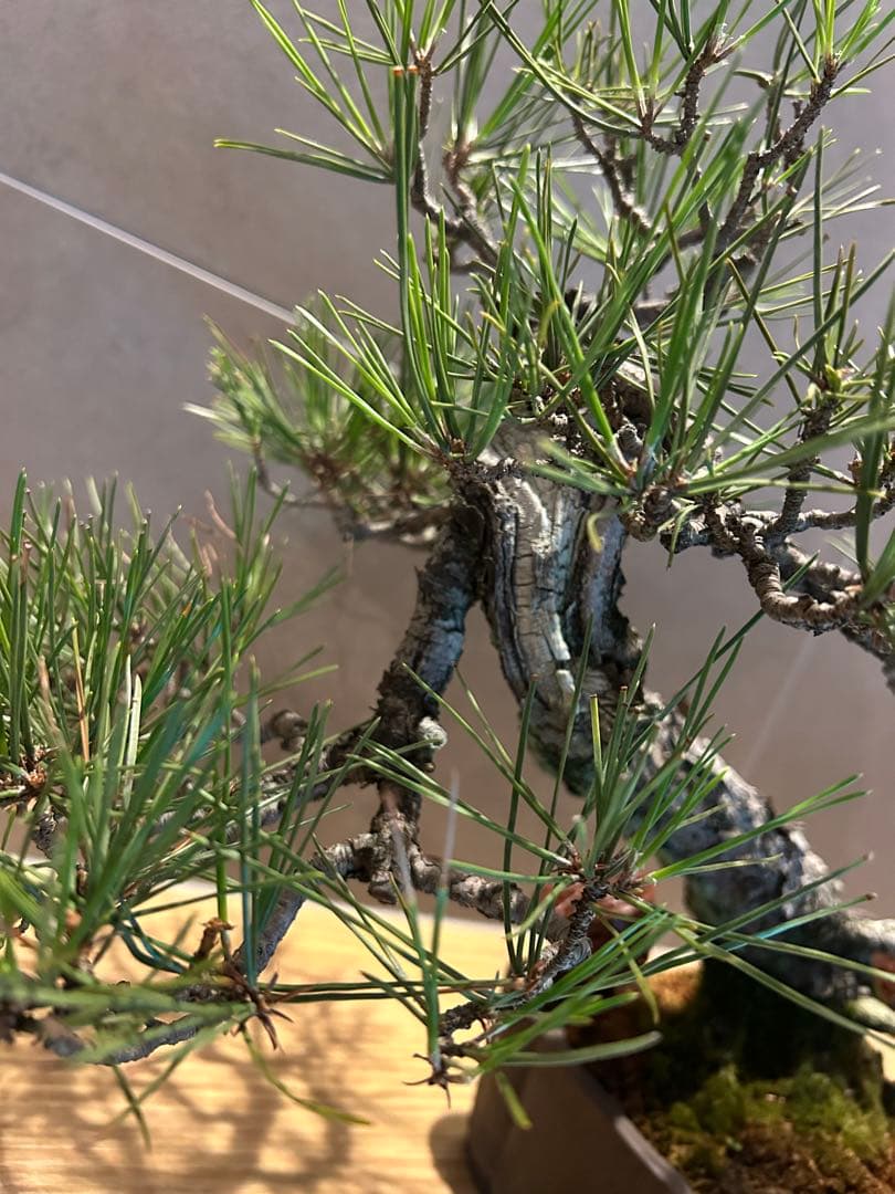 実生45年　黒松盆栽