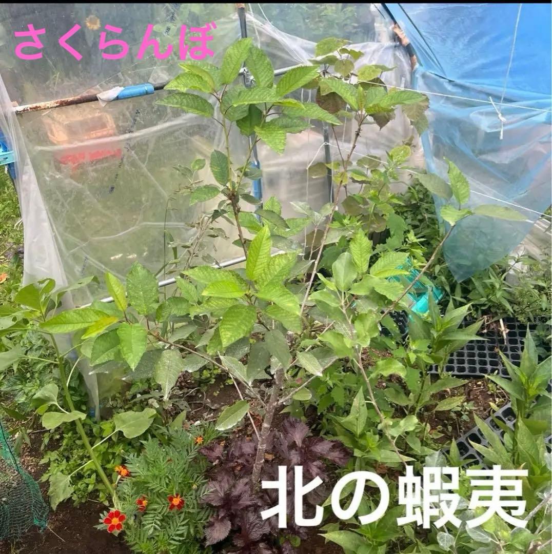 果樹苗木５点セットさくらんぼ　桃　りんご葡萄ブルーベリーハスカップラズベリー