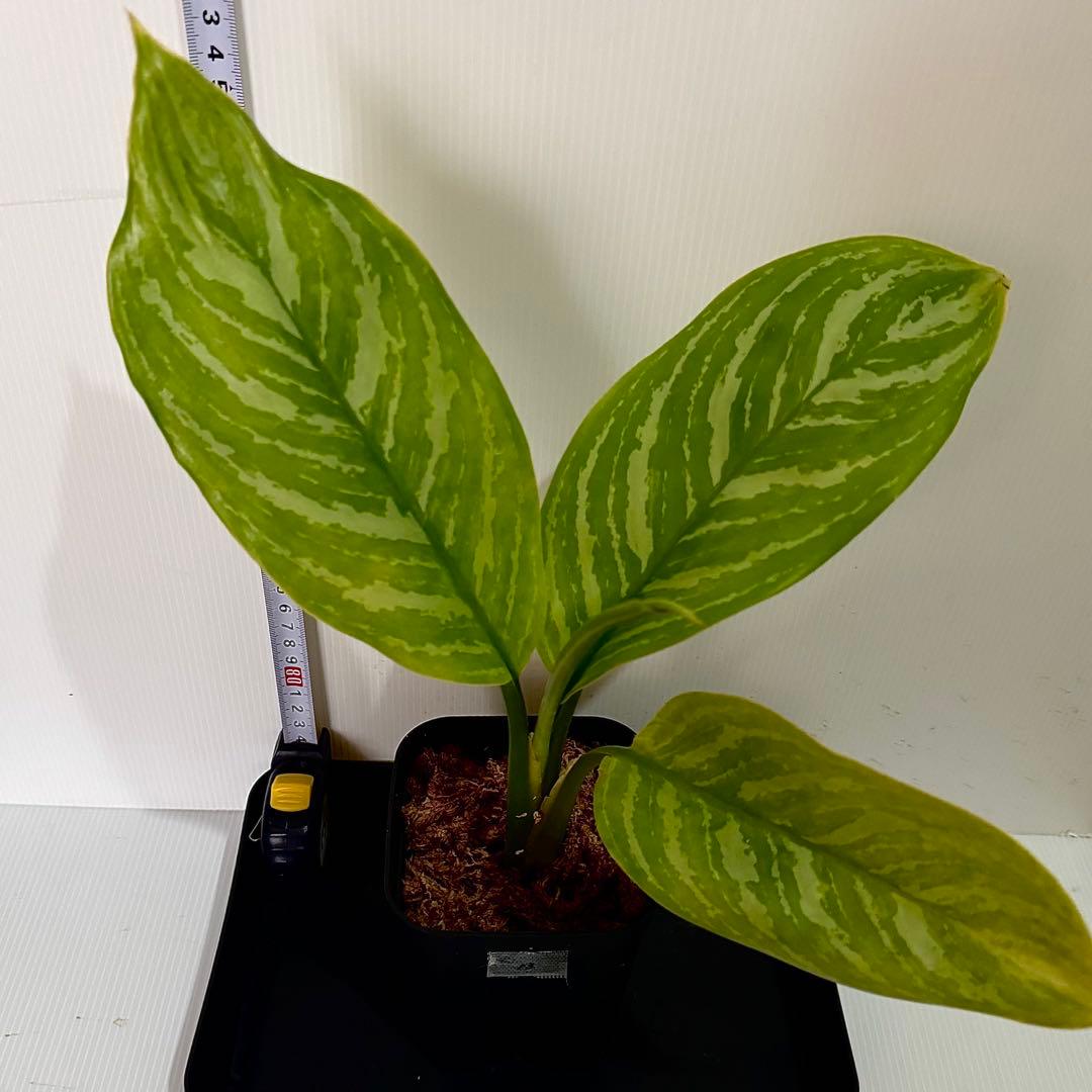 アグラオネマ ニティドゥム カーティシー 観葉植物 LEON レオン 13