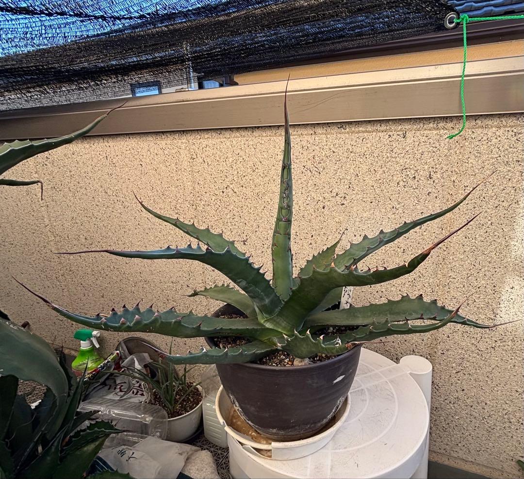 特大‼️ Agave アガベ　ジェントリージョーズ