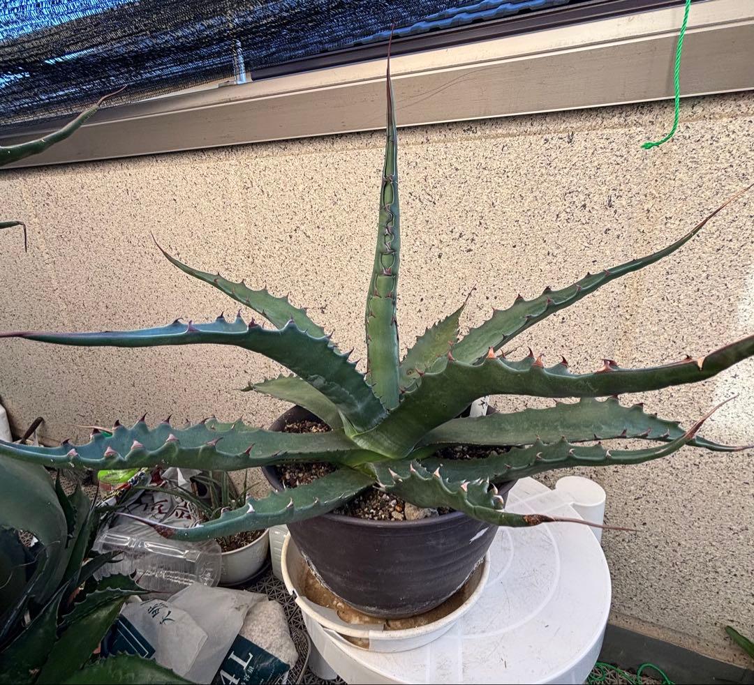 特大‼️ Agave アガベ　ジェントリージョーズ