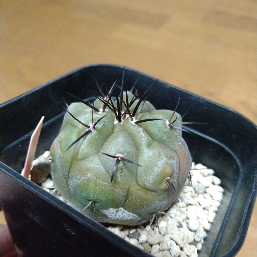 Copiapoa cinerea コピアポア・シネレア 黒王丸 実生