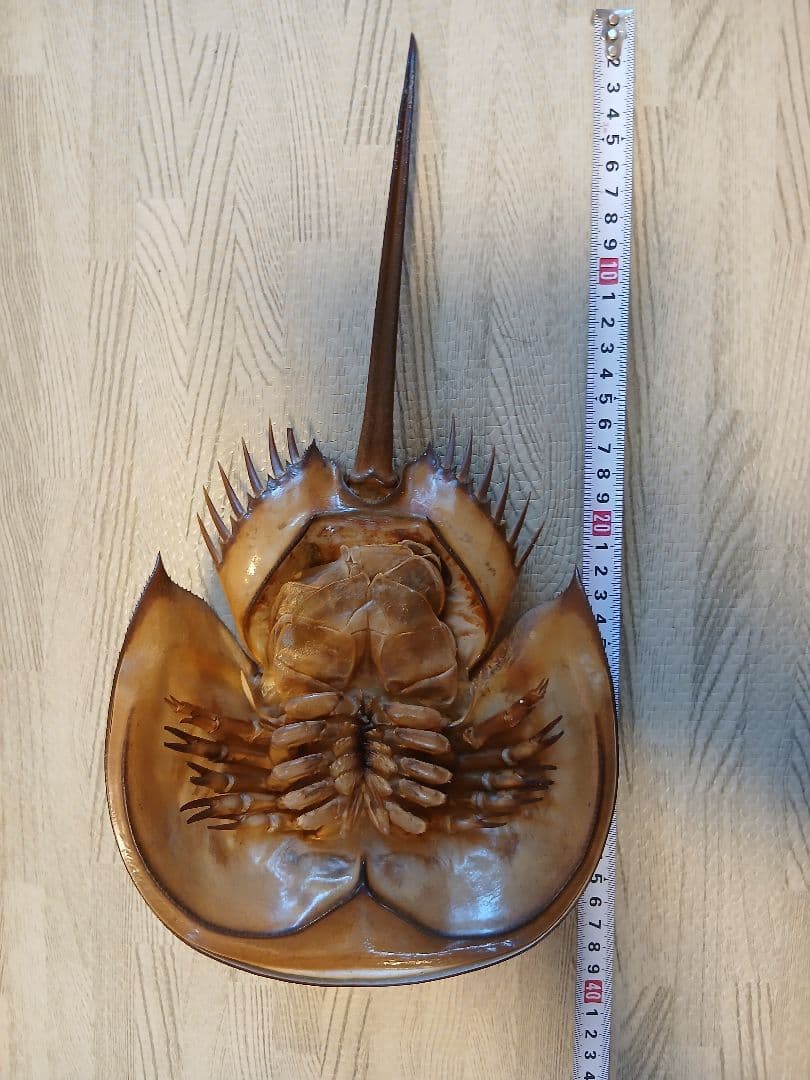 野生　カブトガニ脱皮殻　約３８センチ