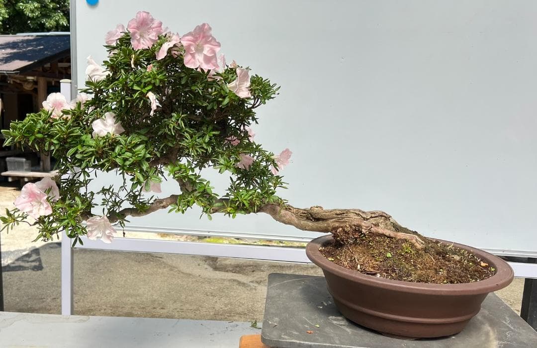 さつき　霜の月