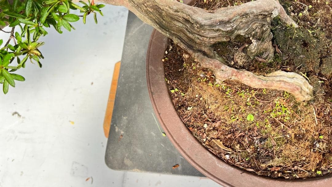 さつき　霜の月