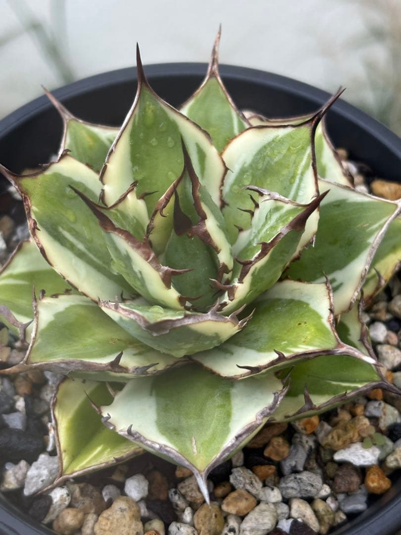 アガベチタノタ　太陽神　覆輪斑　根っ子つよし4号