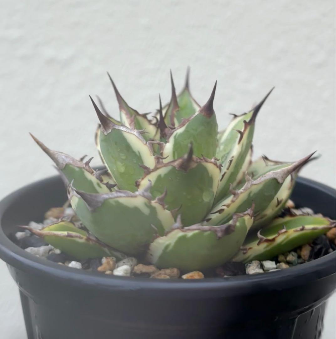 アガベチタノタ　太陽神　覆輪斑　根っ子つよし4号