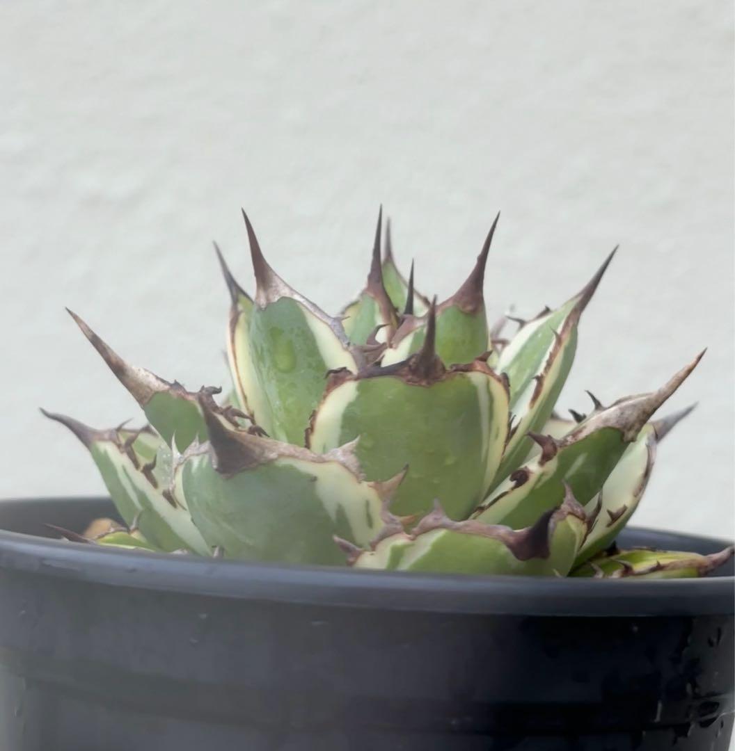 アガベチタノタ　太陽神　覆輪斑　根っ子つよし4号