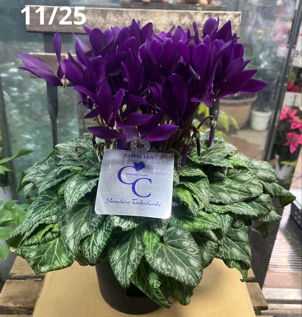 ブルーシクラメン　江戸の青　底面給水5寸鉢ごと　苗　植物　本日入荷！