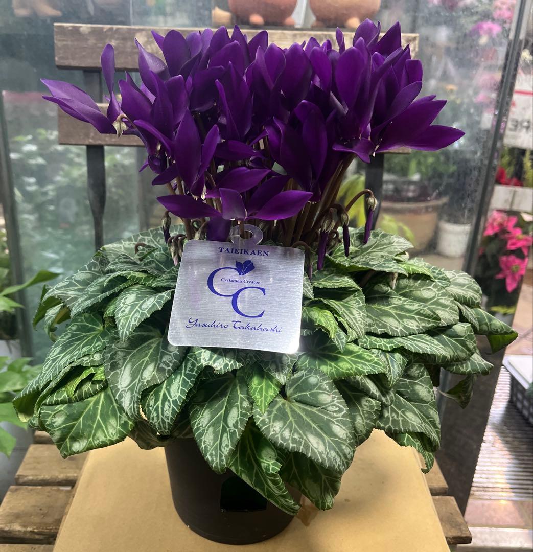 ブルーシクラメン　江戸の青　底面給水5寸鉢ごと　苗　植物　本日入荷！