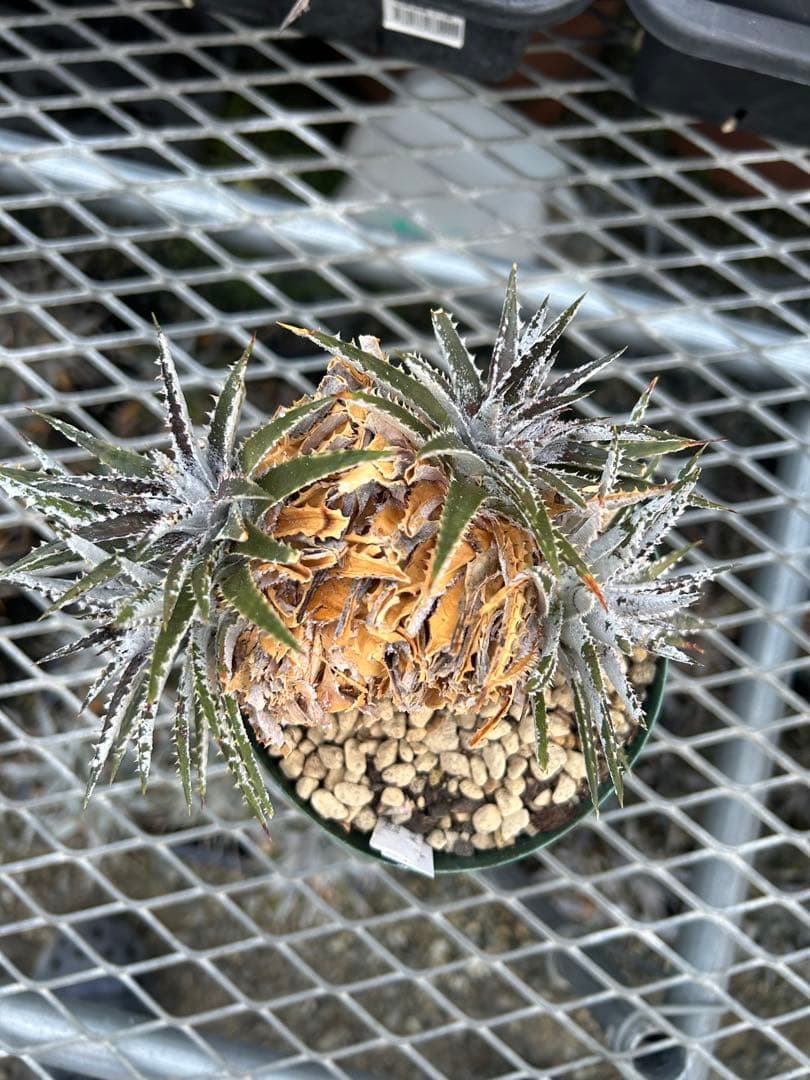 小型 DBディッキア Dyckia Bill Baker hybrid #123