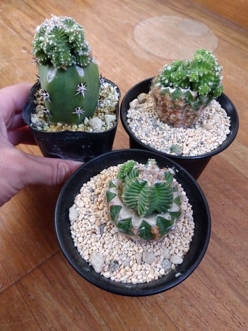 サボテン　アズテキウム　紅籠　接木　大玉プラス群生株3鉢セット❗