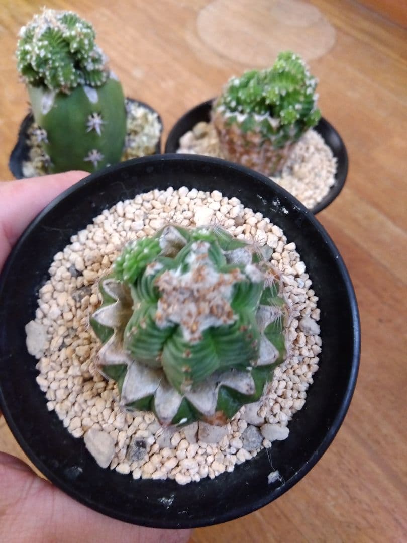 サボテン　アズテキウム　紅籠　接木　大玉プラス群生株3鉢セット❗