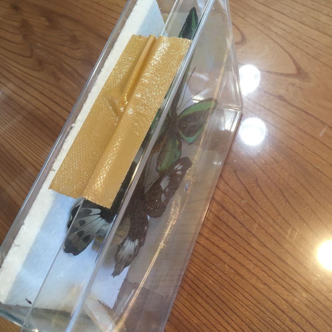 蝶のはくせい　標本　かなり大きい蝶です