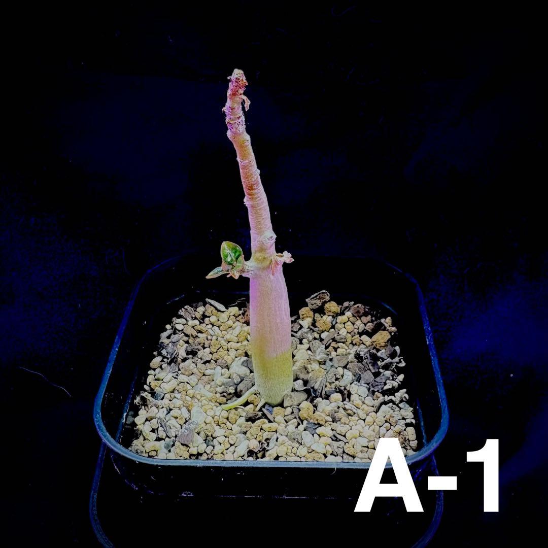 /様 塊根植物他 実生苗 1/3