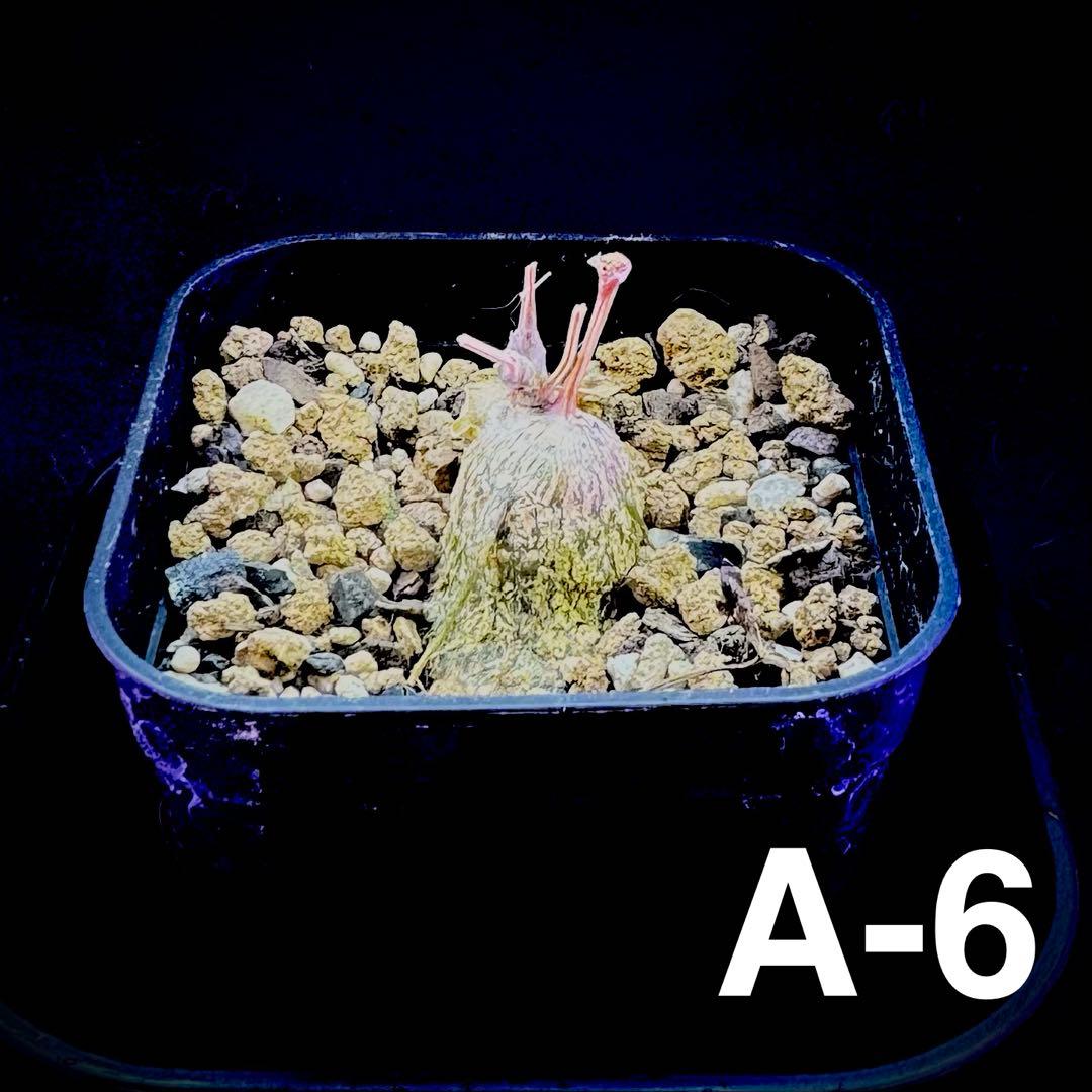 /様 塊根植物他 実生苗 1/3