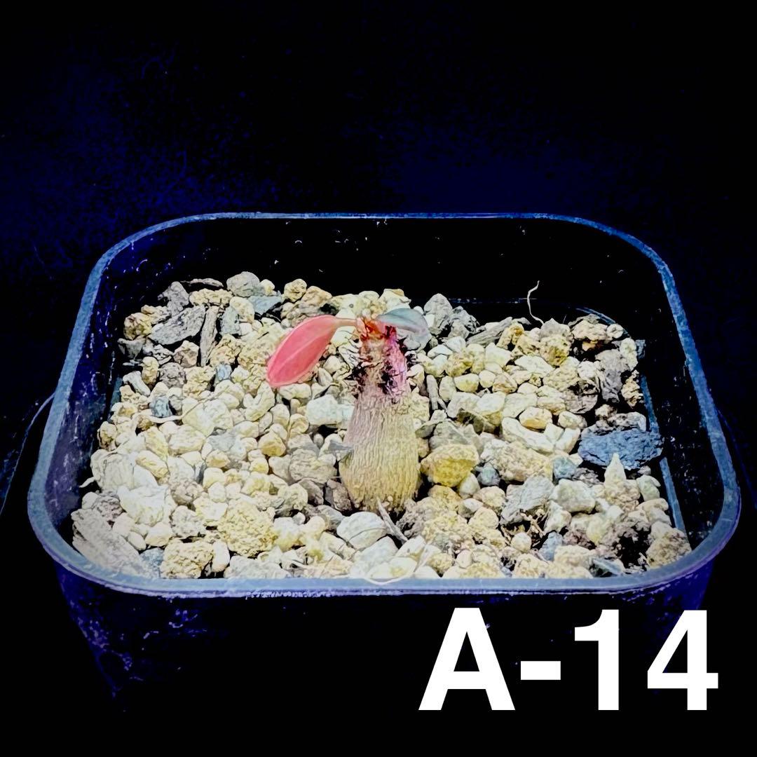 /様 塊根植物他 実生苗 1/3