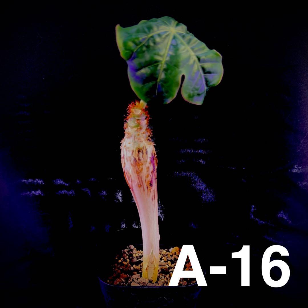 /様 塊根植物他 実生苗 1/3