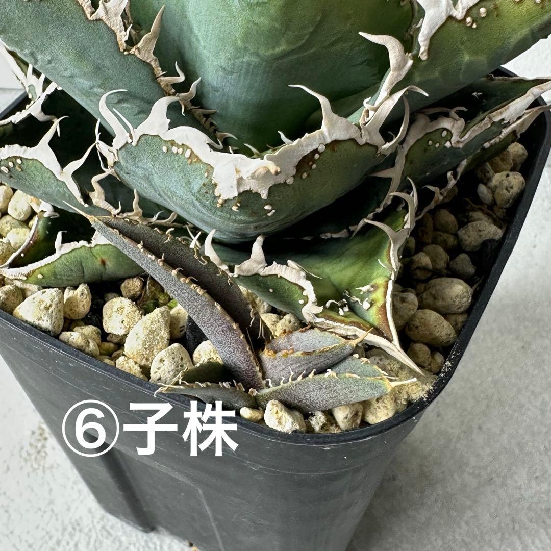 チタノタ 台湾趣味家株 セット ※バラ売り可能 検）冰雹、麻花龍