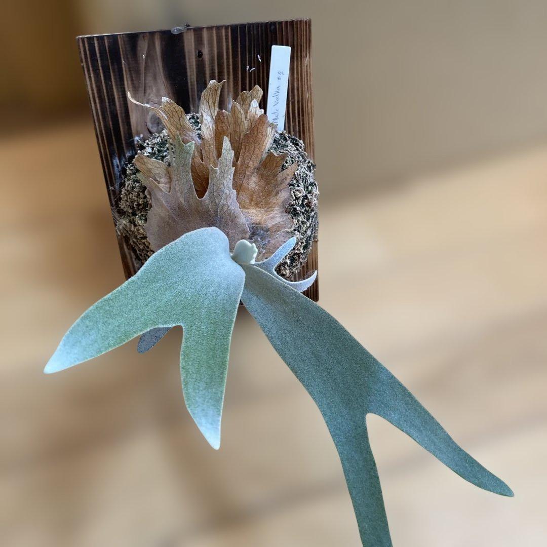 ビカクシダ P.White Vodka #2(from Yot)OC