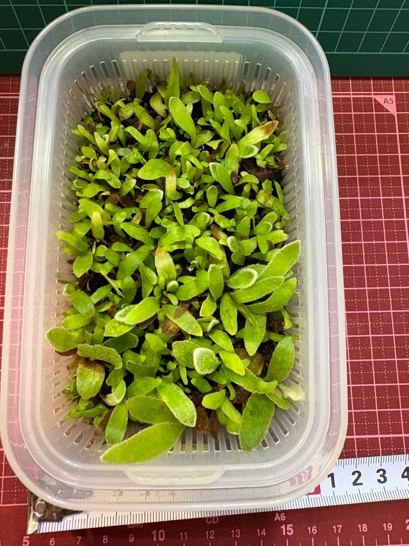 ビカクシダ P.veitchii wild (vp#0 'Steel' )spore