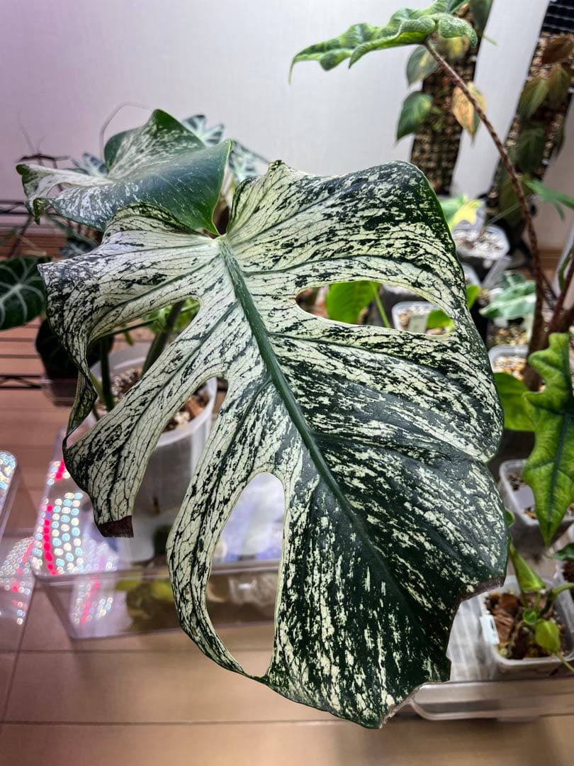 モンステラ デビルモンスター【その3】