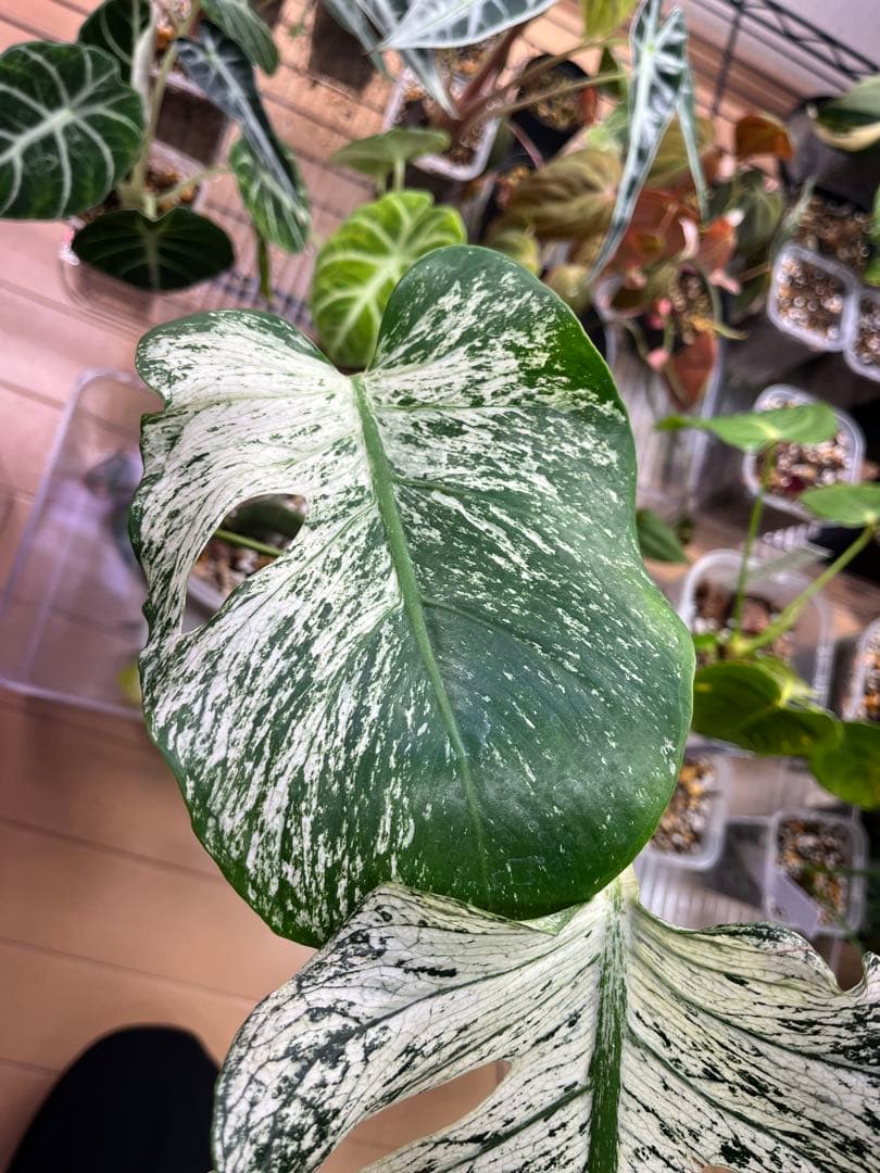 モンステラ デビルモンスター【その3】