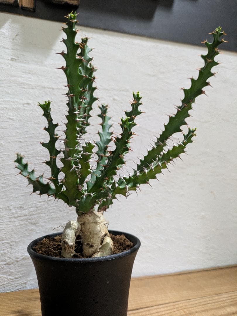 ユーフォルビア スクアローサ『奇怪ヶ島』〈現品限り〉【珍奇植物・塊根植物】