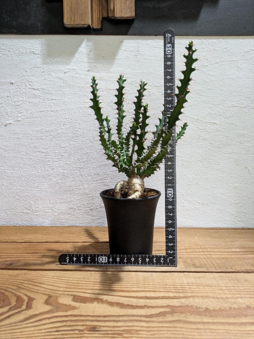 ユーフォルビア スクアローサ『奇怪ヶ島』〈現品限り〉【珍奇植物・塊根植物】