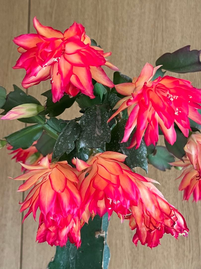 シャコバサボテン　接ぎ木　大きめ