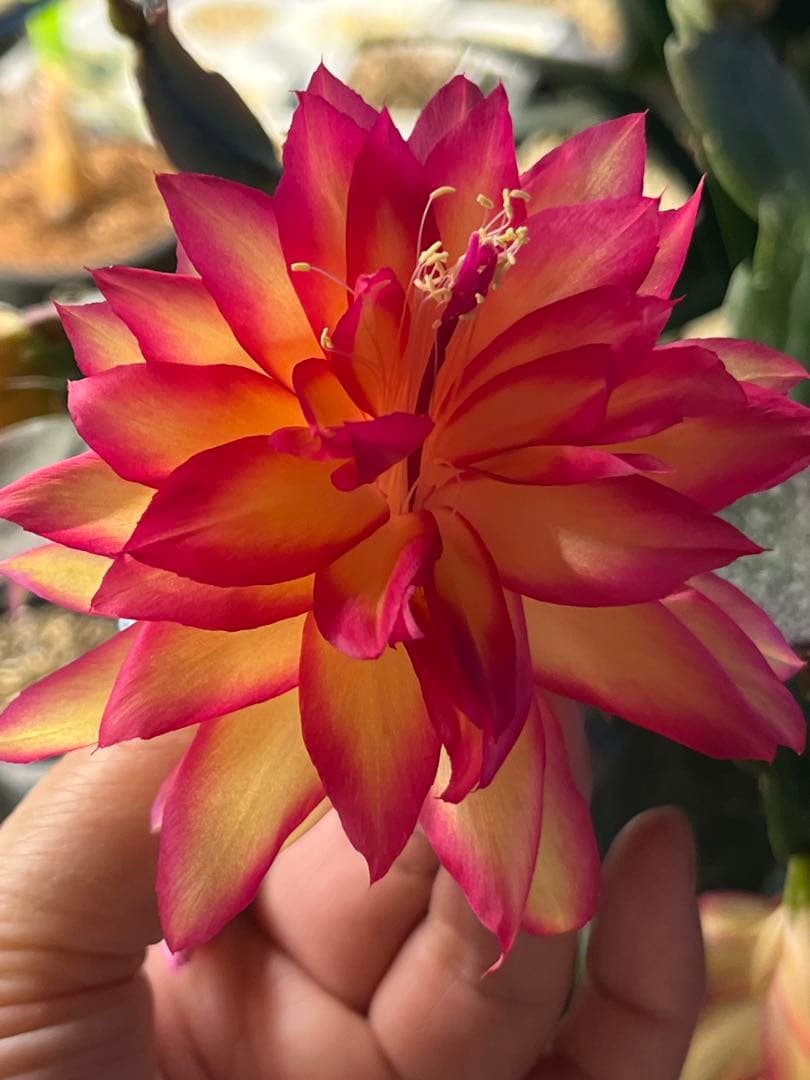 シャコバサボテン　接ぎ木　大きめ