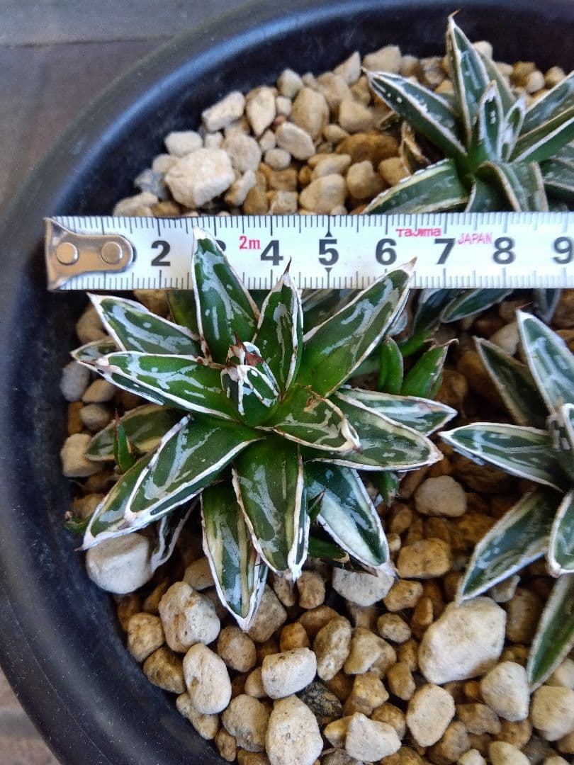 アガベ　姫笹の雪　白覆輪斑　親株＋子株6株つき❗　に