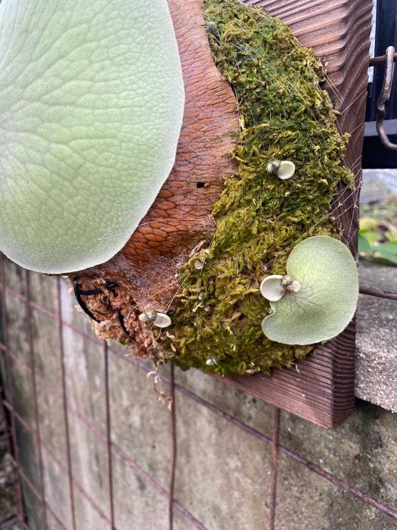 S*u様 キヨヒメ　大株　10/26