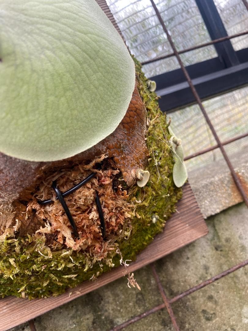 S*u様 キヨヒメ　大株　10/26