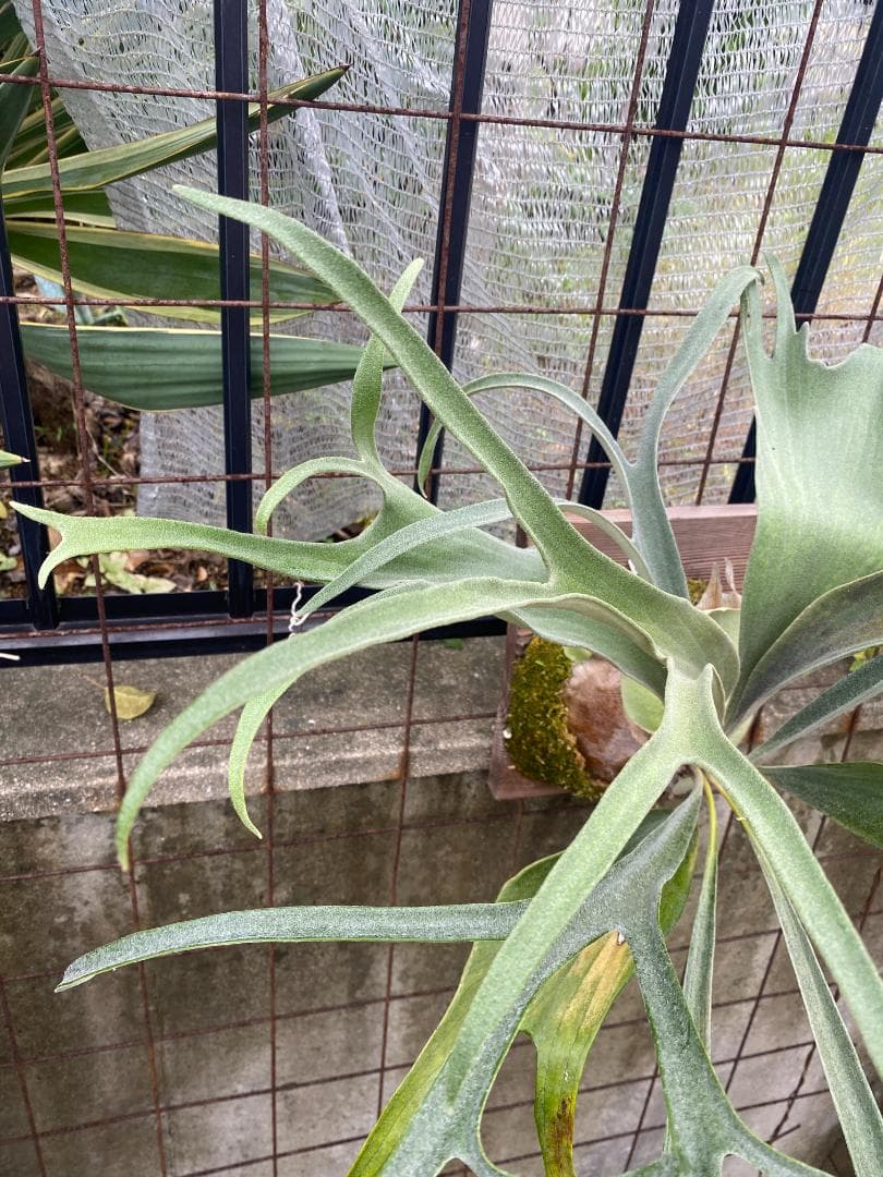 S*u様 キヨヒメ　大株　10/26