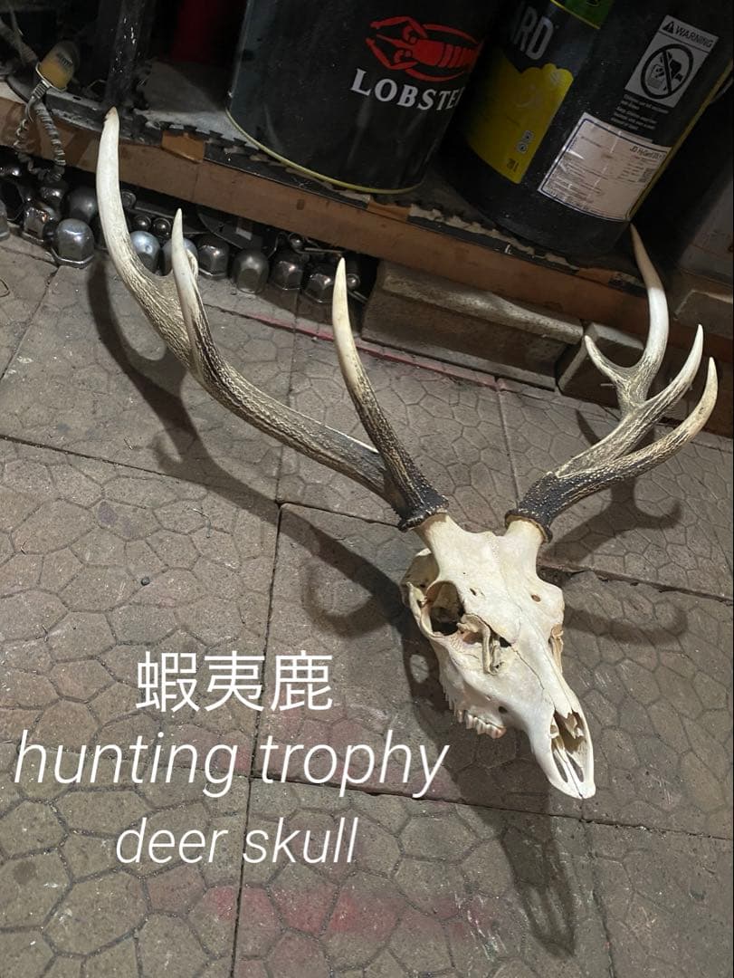 ム*☆様 蝦夷鹿hunting trophy（deer skull）