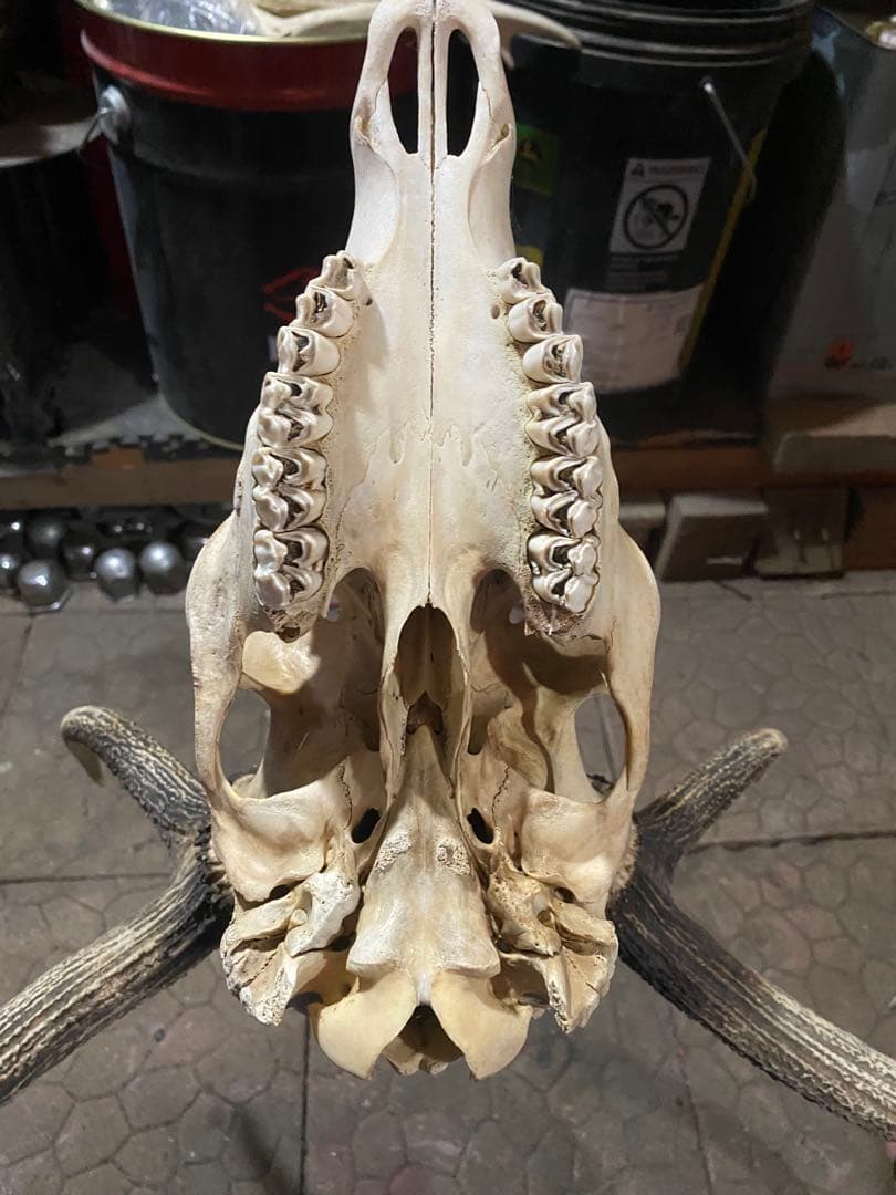ム*☆様 蝦夷鹿hunting trophy（deer skull）