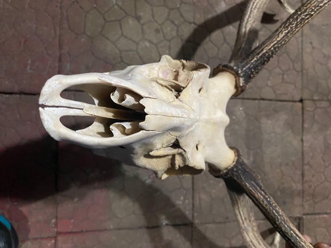 ム*☆様 蝦夷鹿hunting trophy（deer skull）