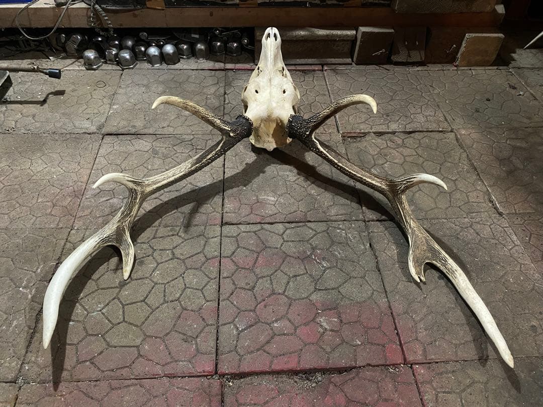 ム*☆様 蝦夷鹿hunting trophy（deer skull）