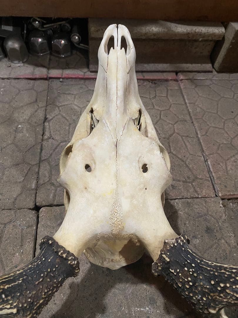 ム*☆様 蝦夷鹿hunting trophy（deer skull）