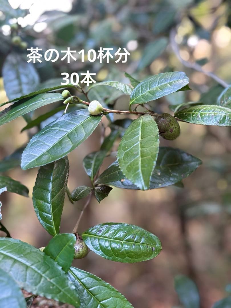 茶の木