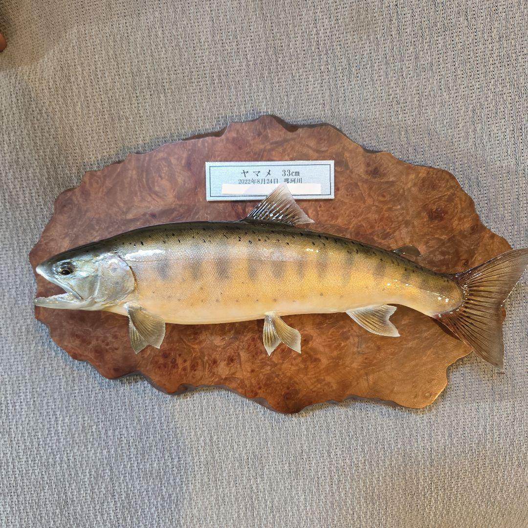 ヤマメ 剥製 33cm 木製台座(壁掛け)