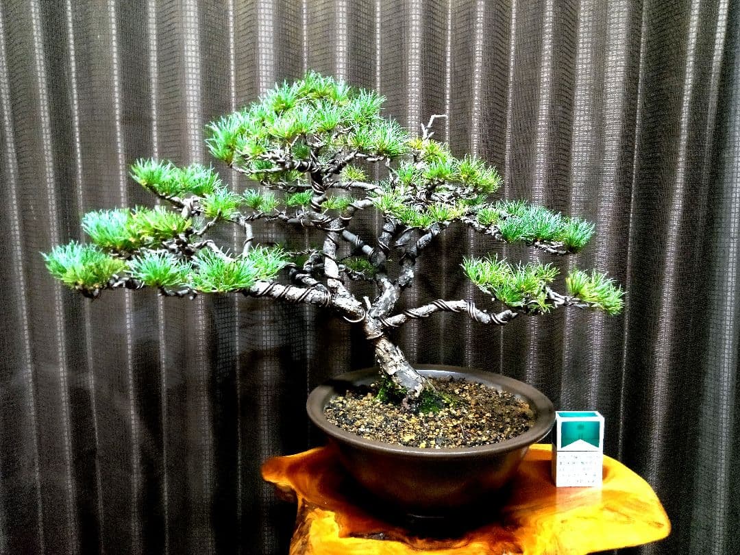 【中品　那須五葉松盆栽】　　　☆葉性抜群、お得品❗