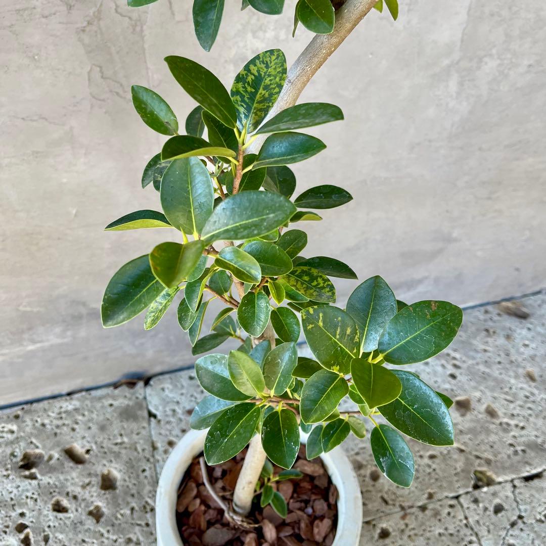 みさと　斑入り　フランスゴムの木　曲がり仕立て　プラ鉢発送