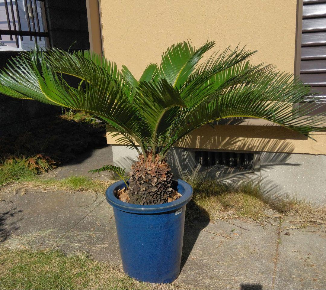 【ガーデニング】ソテツ　大きめの一株